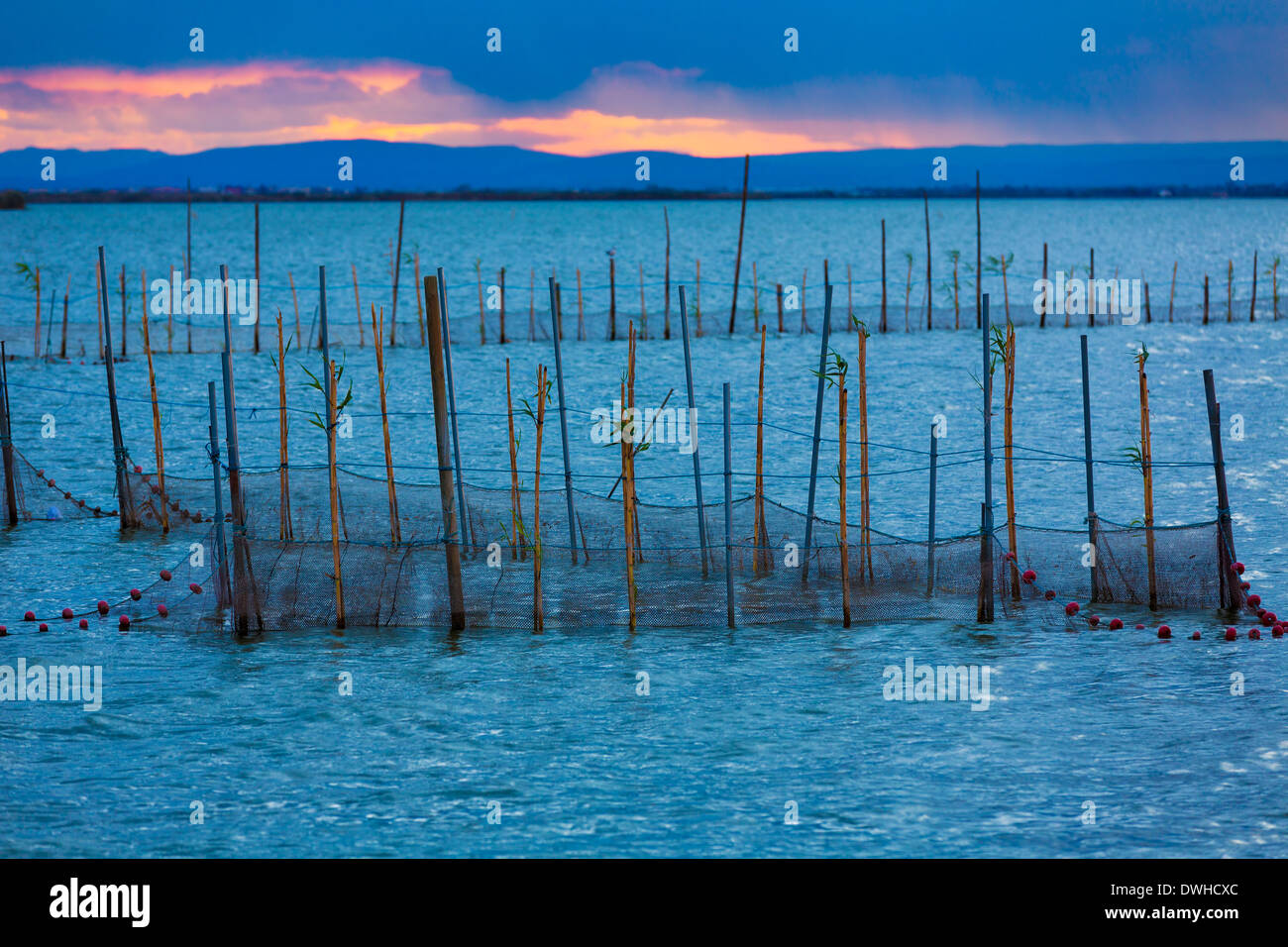 Albufera sunset lake park in Valencia el saler colorful sky of Spain Stock Photo