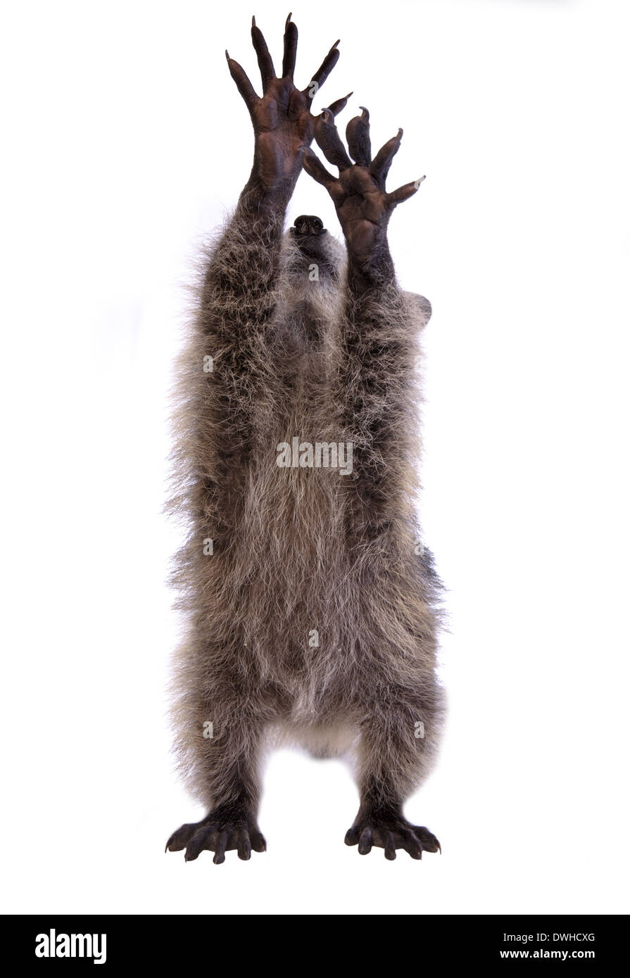 Raccoon stretching reaching up with hands out isolated on white background Stock Photo