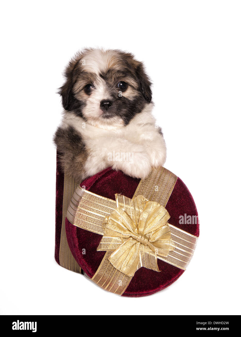 Puppy gift hi-res stock photography and images - Alamy