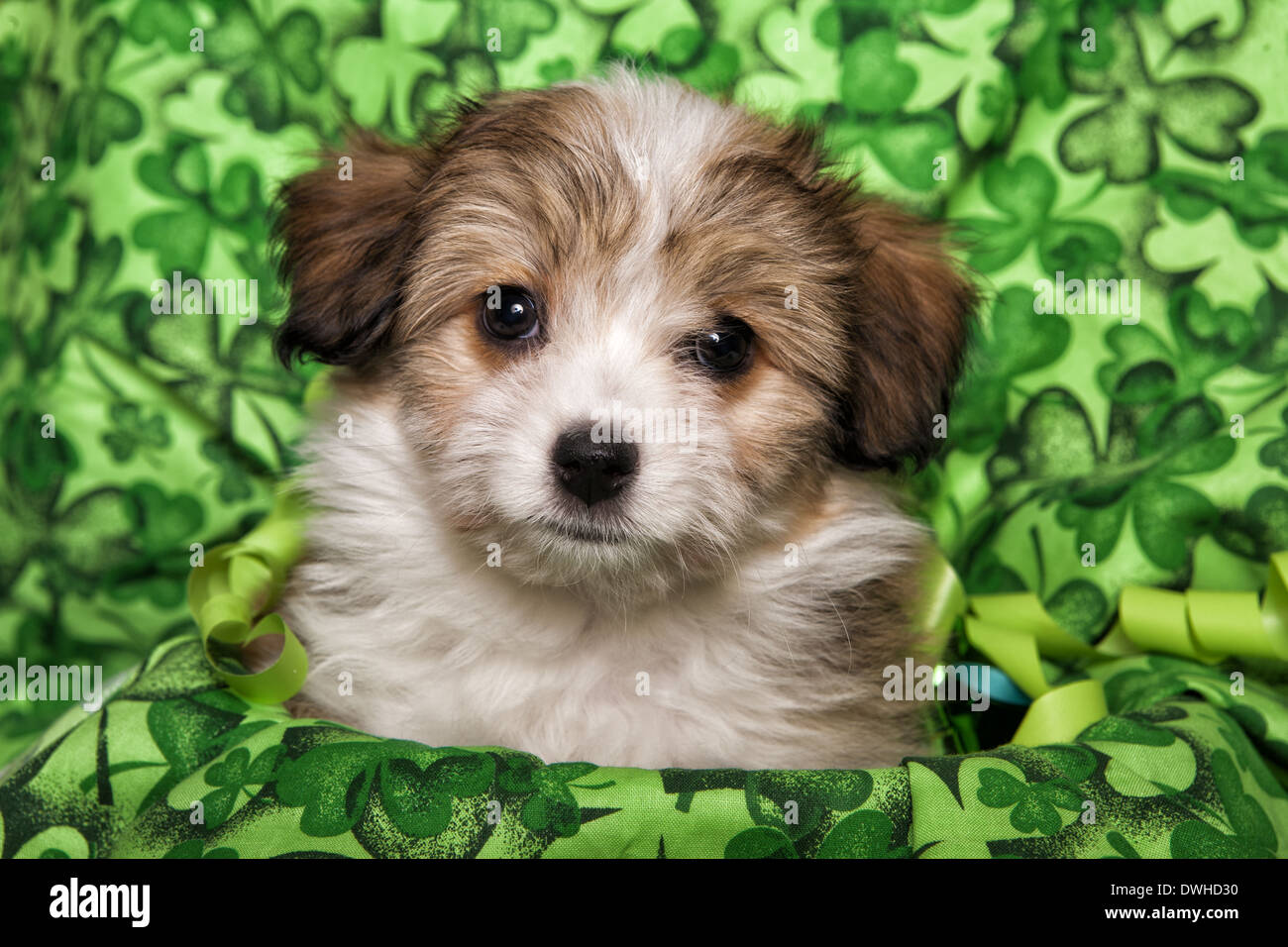 Cute fluffy puppy head shot on irish shamrock background Stock Photo