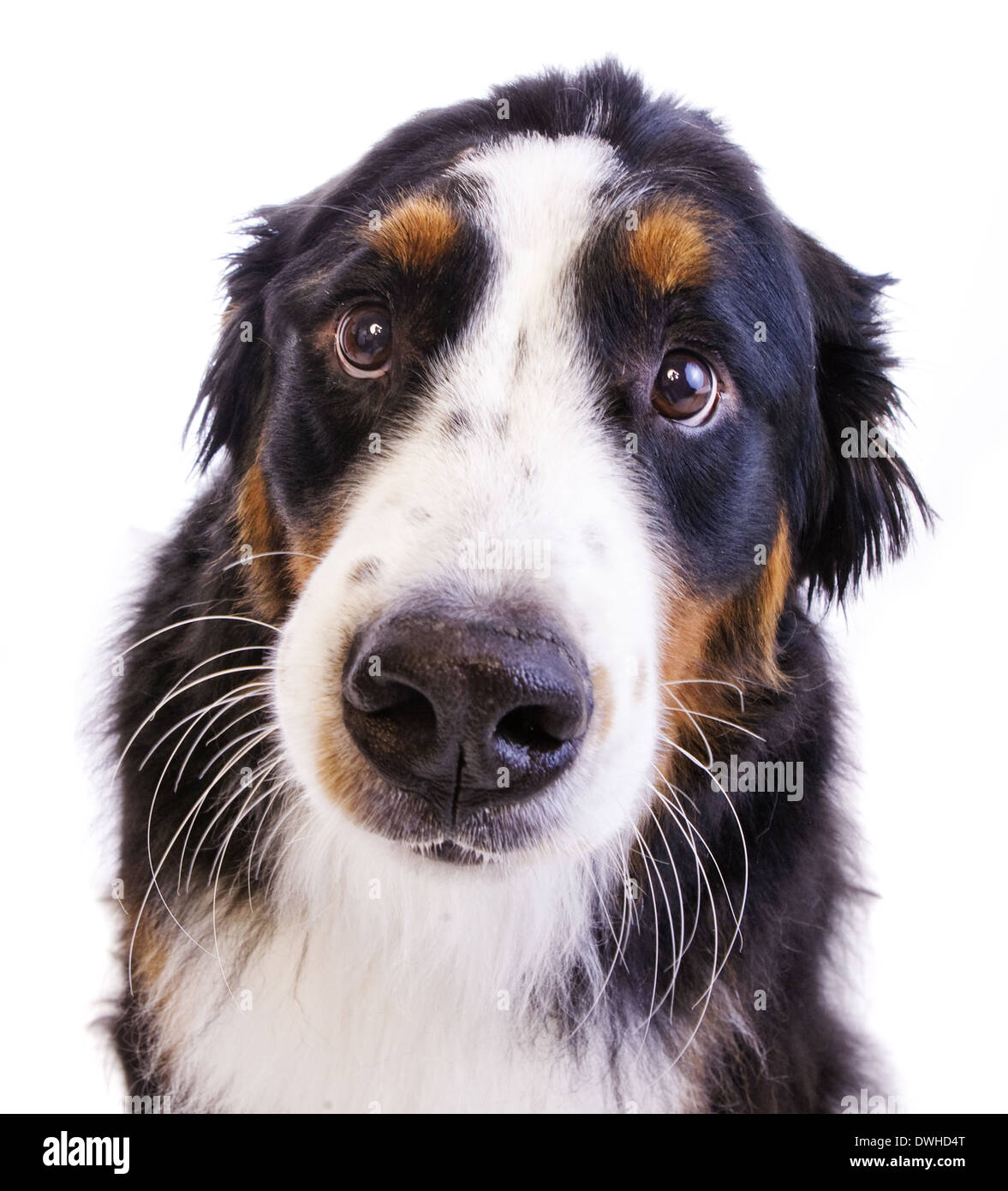 Funny bernese mountain dog pictures sales