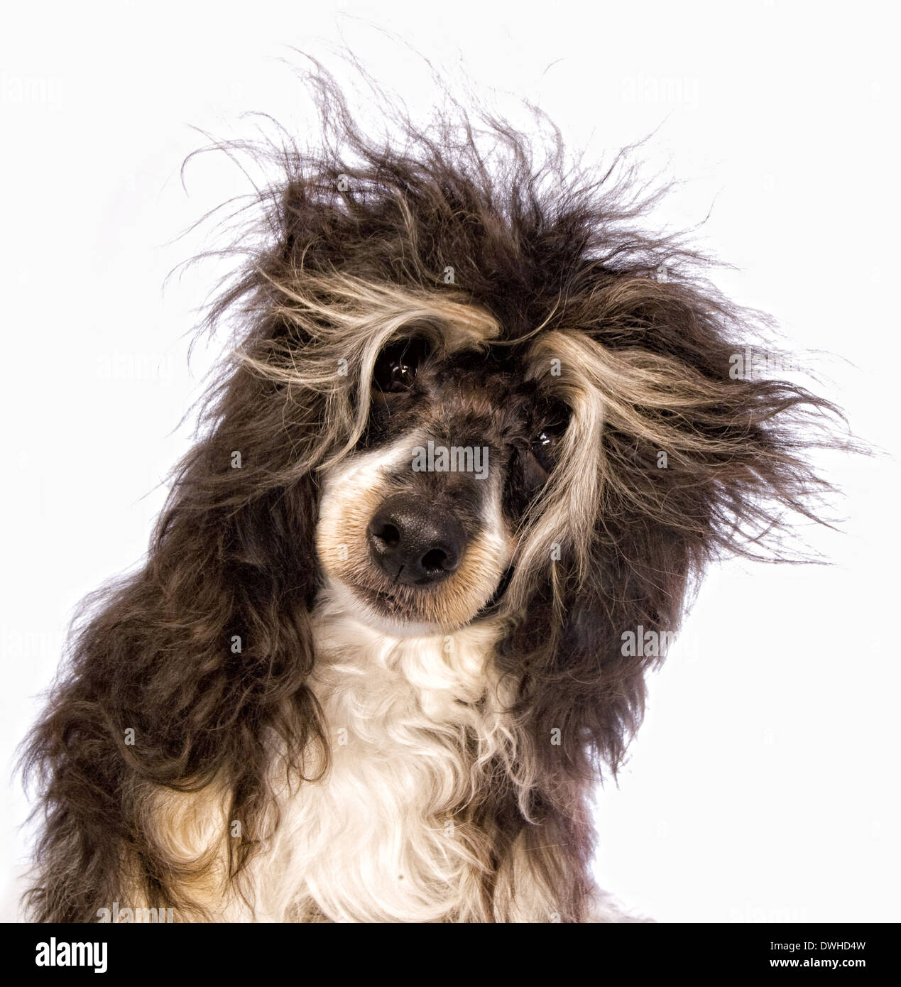 Adorable Powder Puff Chinese Crested dog with messy hair isolated on white background Stock Photo - Alamy Adorable Powder Puff Chinese Crested dog with messy hair isolated on white background Stock Photo - Alamy