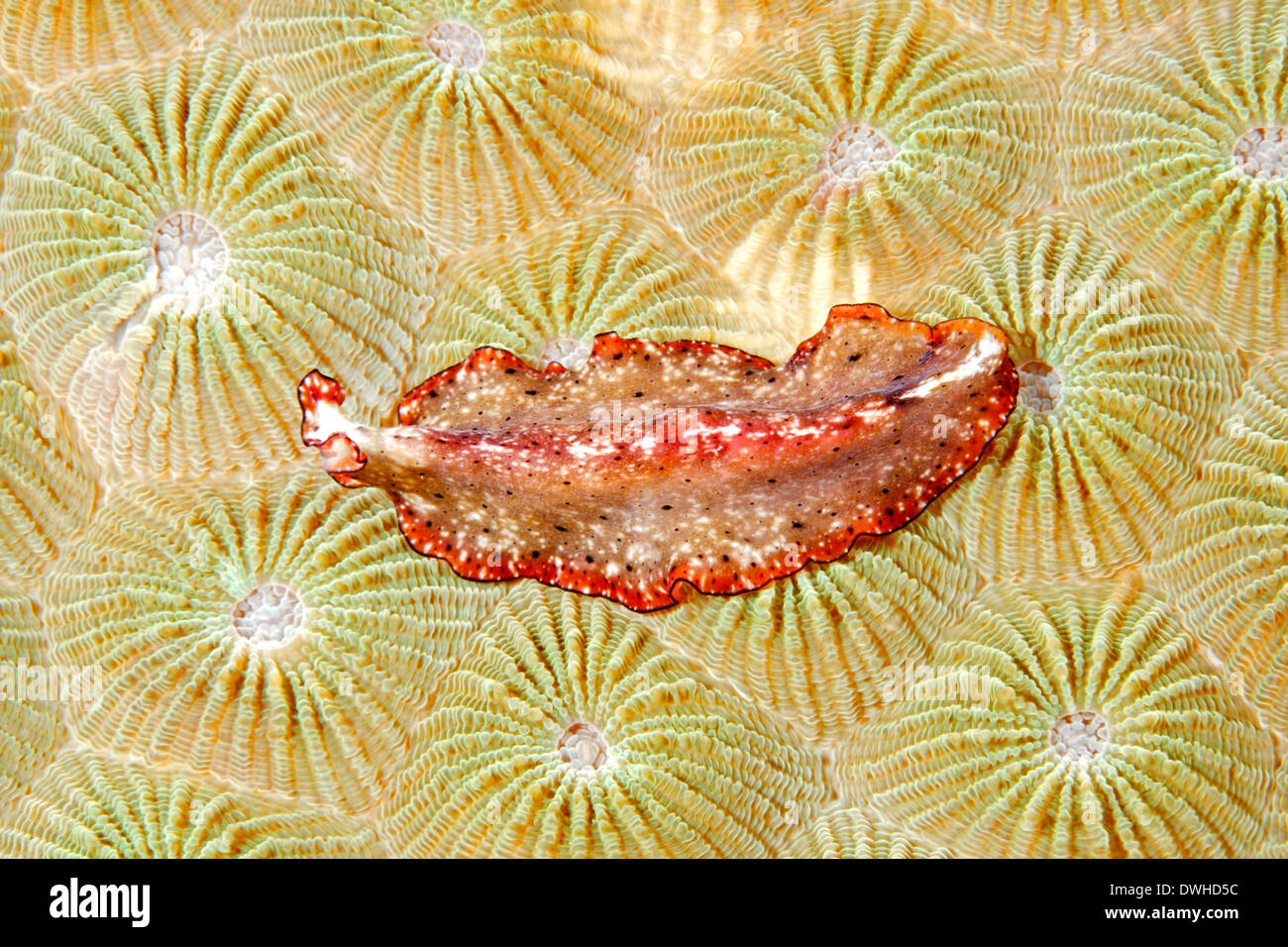 Marine Flatworm, probably Pseudobiceros sp, crawling over a hard coral. Stock Photo
