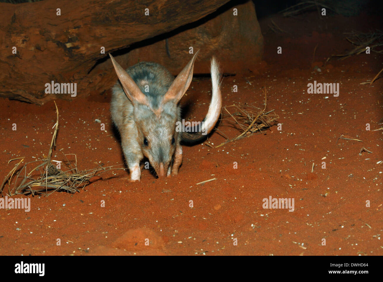 Nocturnal Greater Bilby, Macrotis lagotis, scavenging at night, Australia Stock Photo
