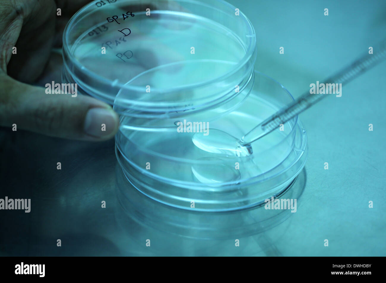 Blue light Pipette adding fluid water to test tubes in laboratory. Stock Photo