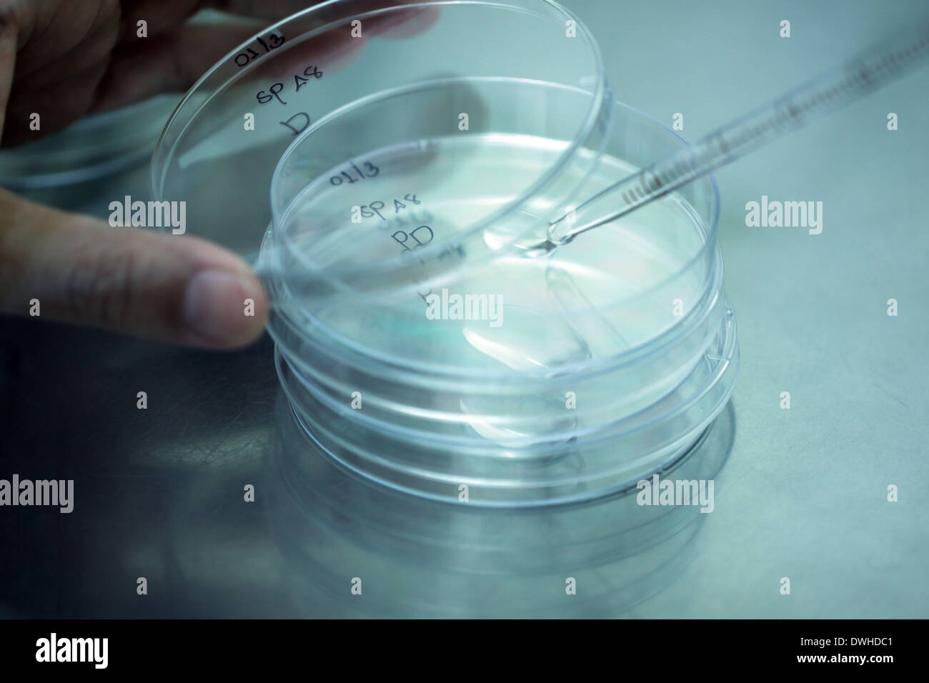 Pipette adding fluid water to test tubes in laboratory. Stock Photo