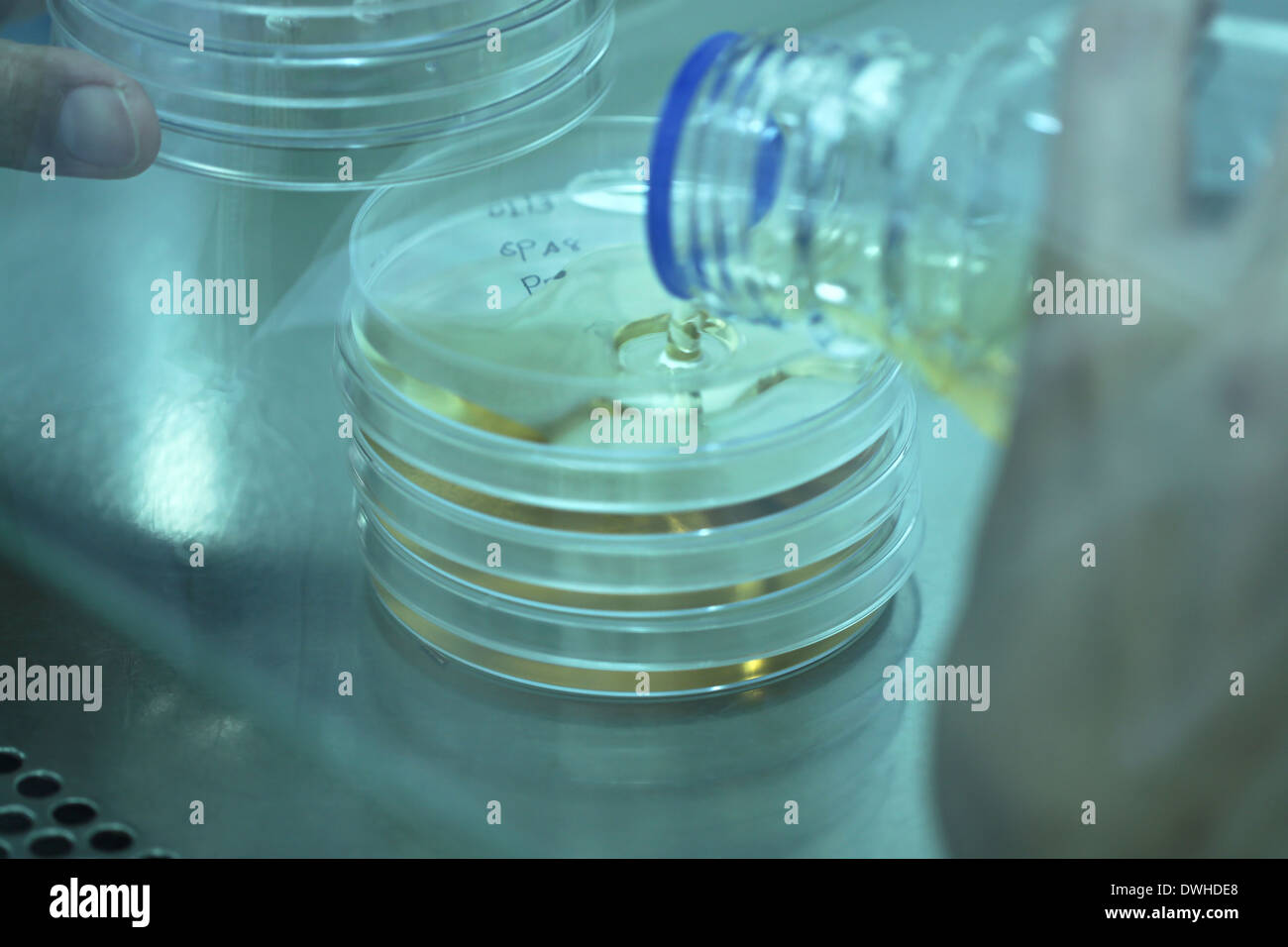 Adding agar fluid from bottle to test tubes in laboratory. Stock Photo
