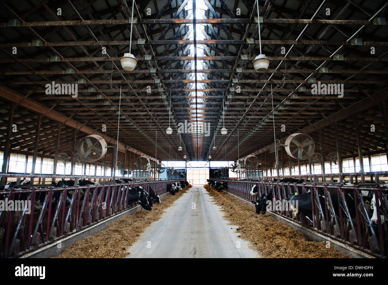 Cows at a dairy farm, Lorain County, Ohio Stock Photo Alamy