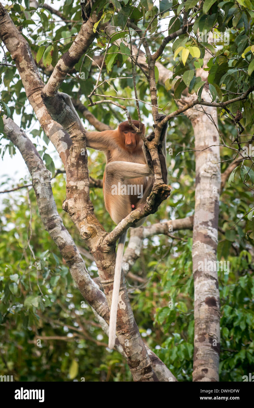 This is an image of a Proboscis monkey which is endemic to the island ...