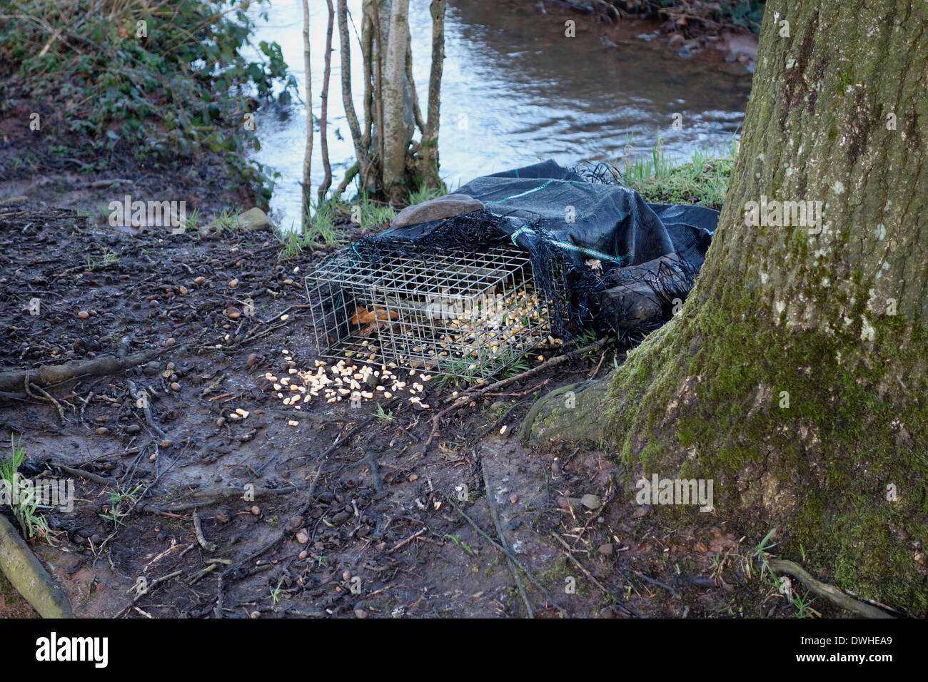 Traps baited with Maize - Corn - Zea mays seed to attract grey squirrels. Stock Photo