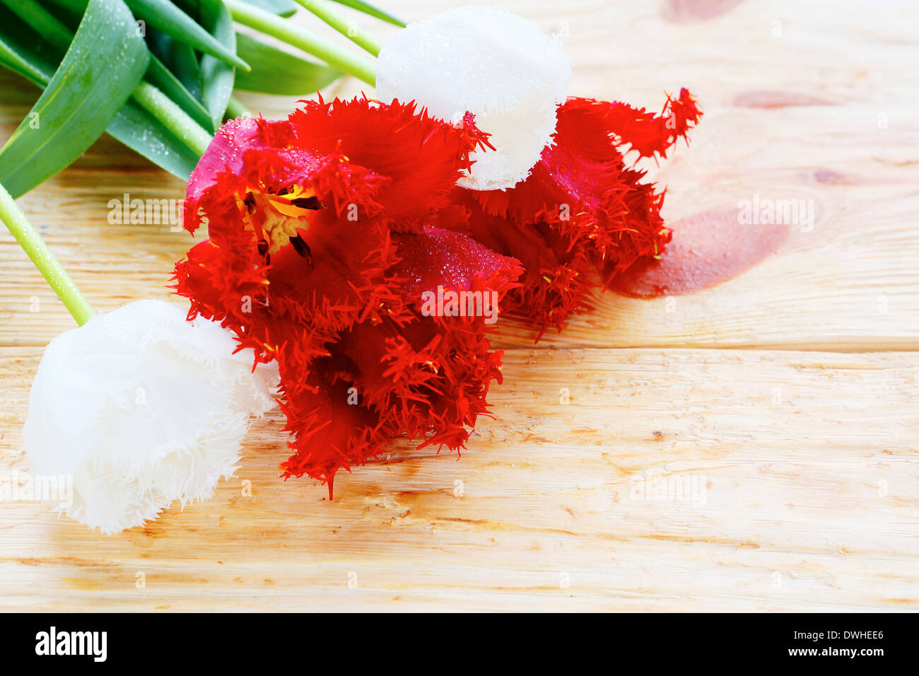 fresh spring flowers, tulips Stock Photo