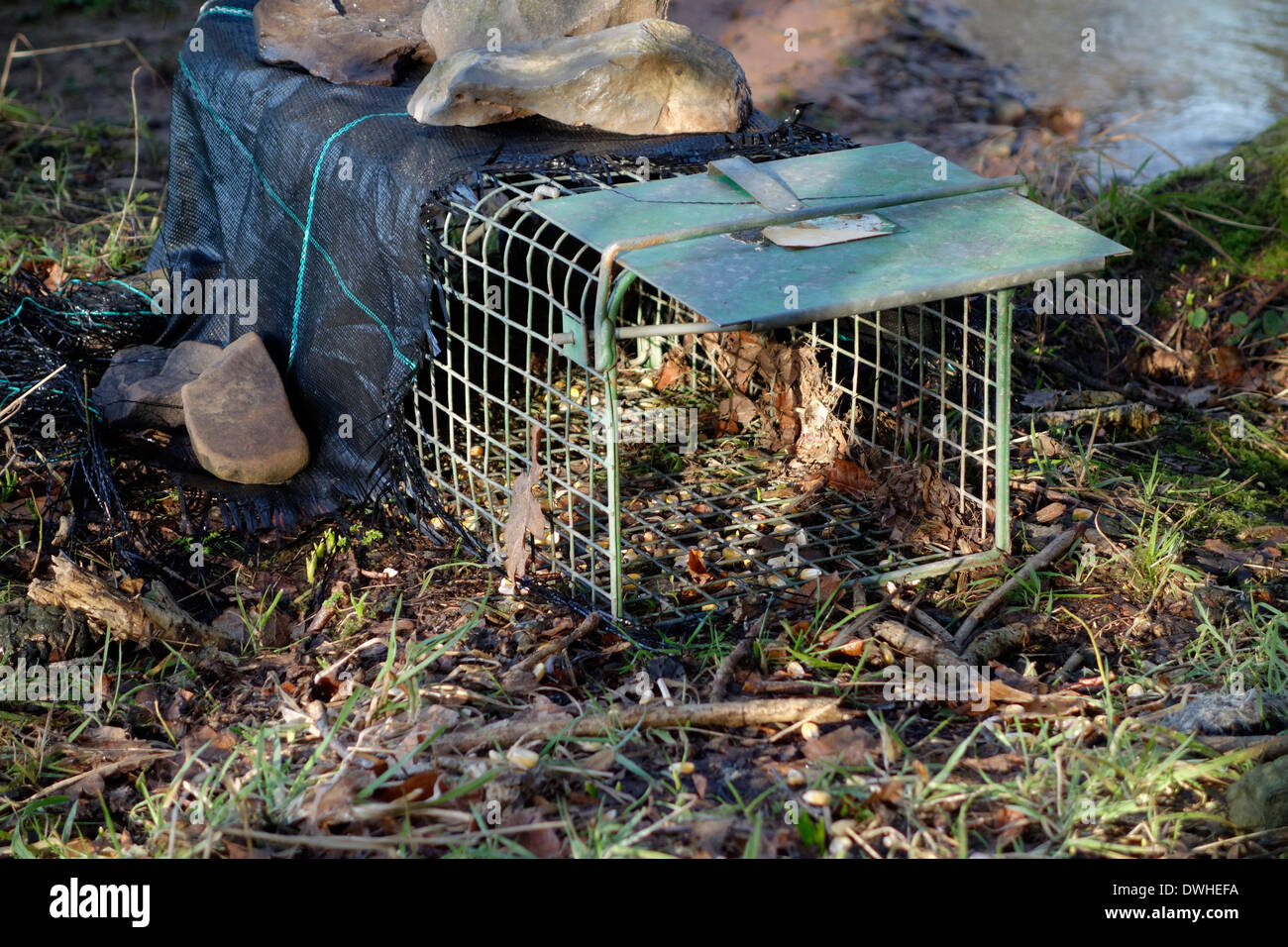 Traps baited with Maize - Corn - Zea mays seed to attract grey squirrels. Stock Photo