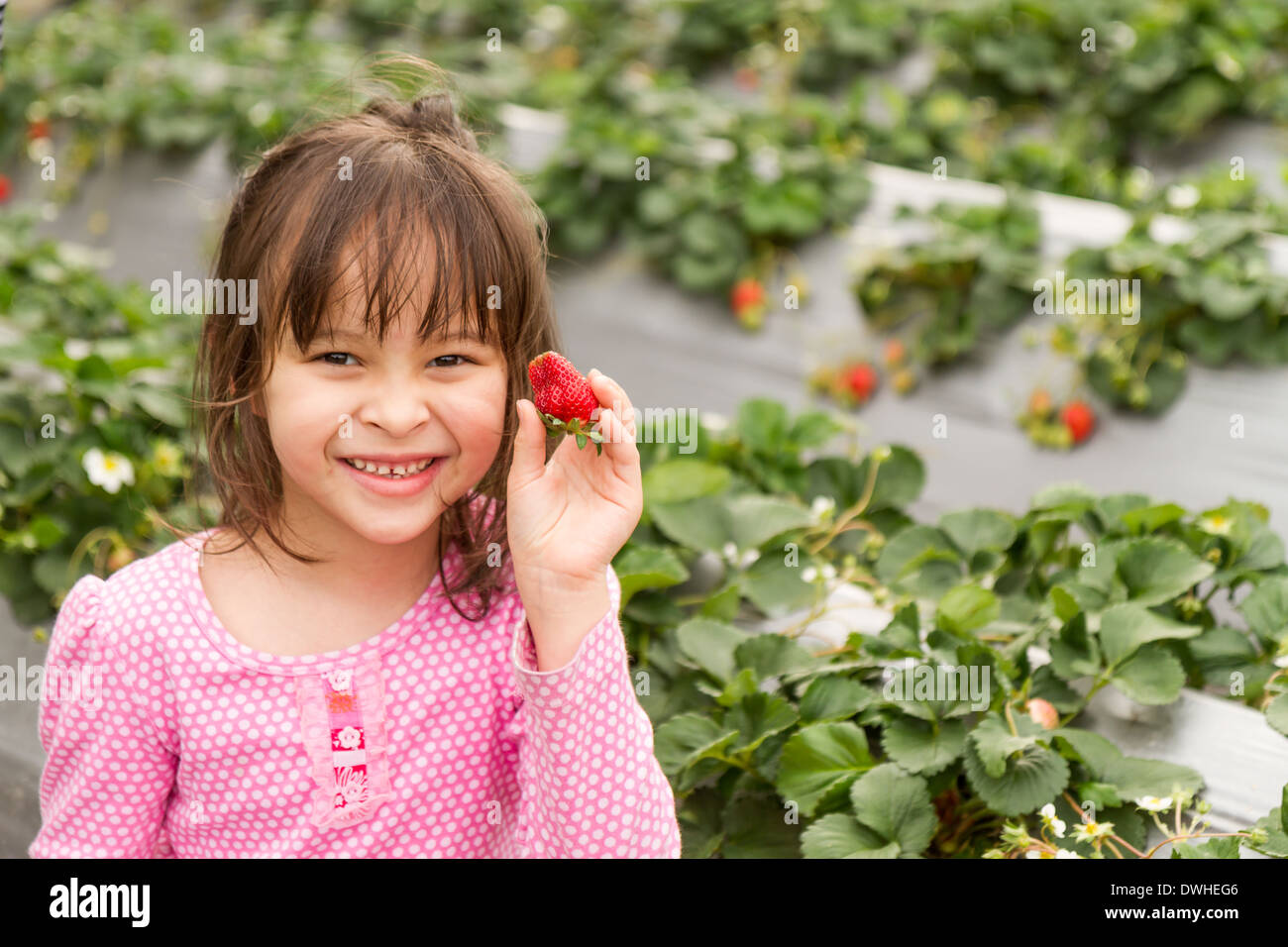 Asian girl happily picking strawberries at strawberry patch Stock Photo