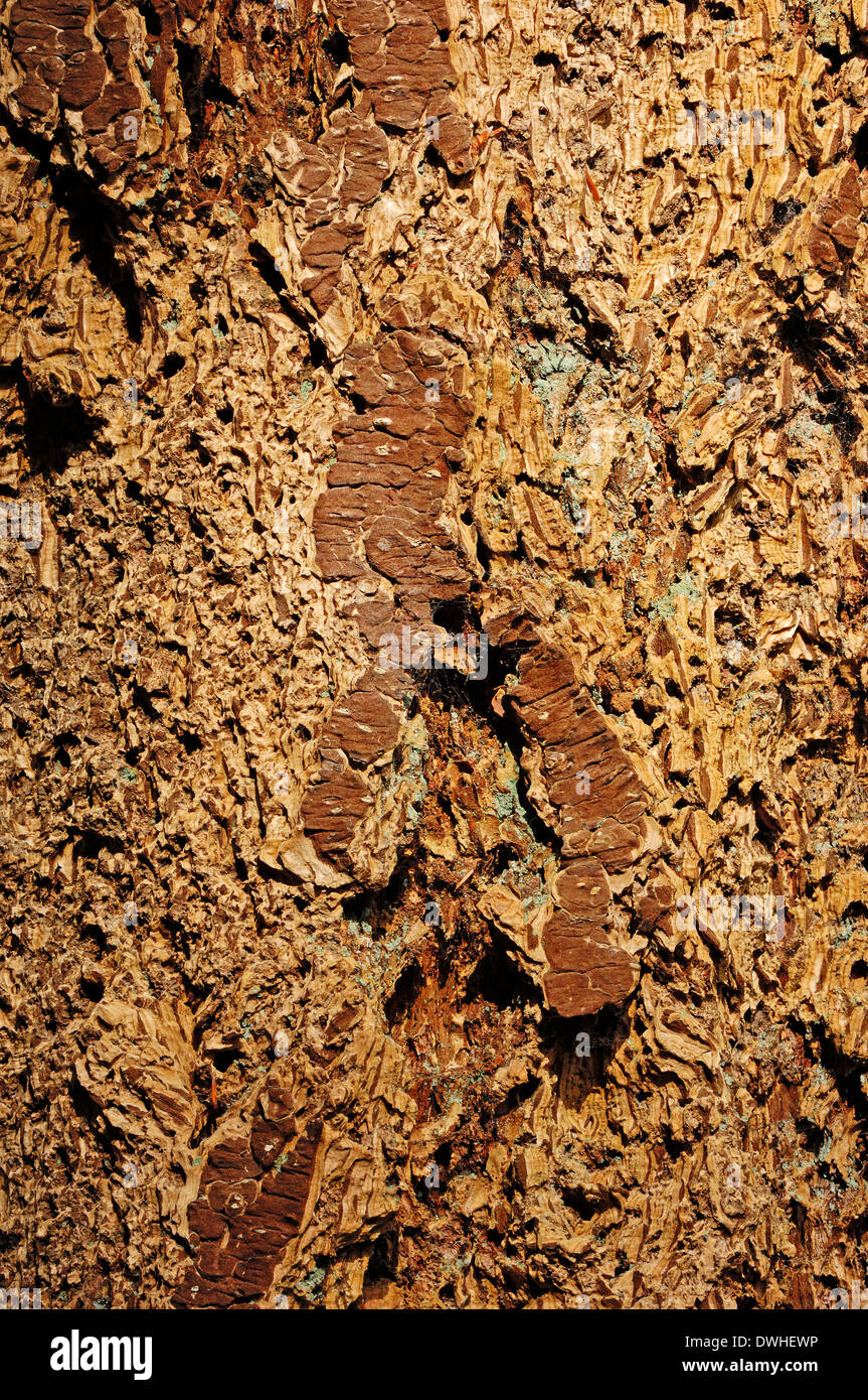 Douglas Fir, Oregon Pine or Douglas Spruce (Pseudotsuga menziesii), bark Stock Photo