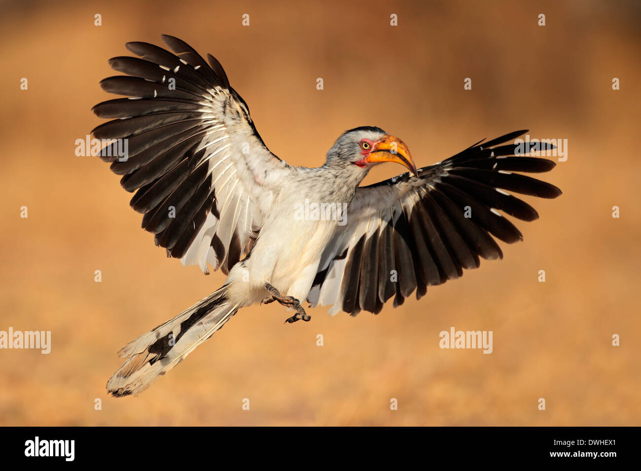 Yellow-billed hornbill (Tockus flavirostris) landing with open wings, South Africa Stock Photo