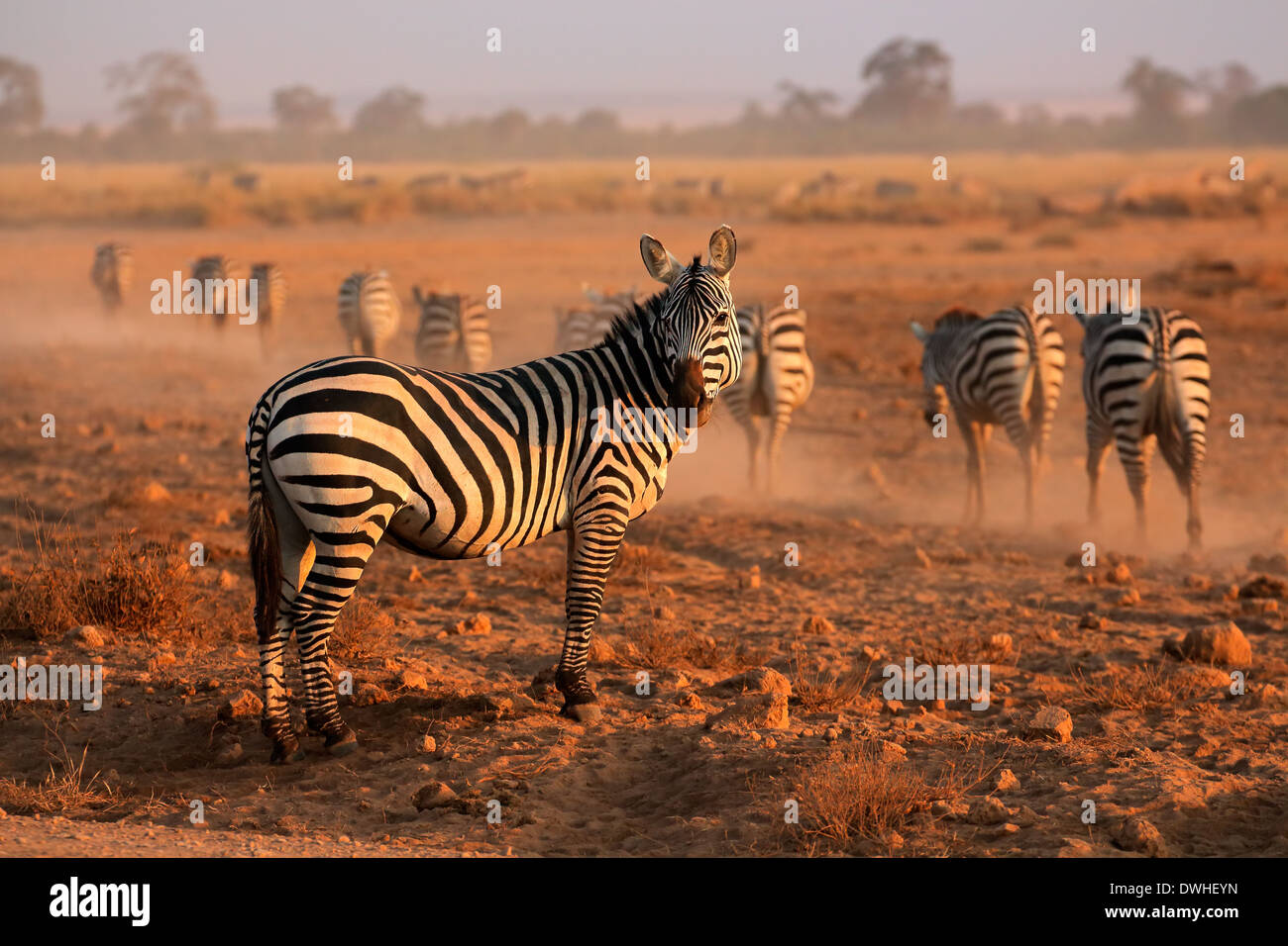 Plains zebras (Equus burchelli) in early morning dust, Amboseli National Park, Kenya Stock Photo