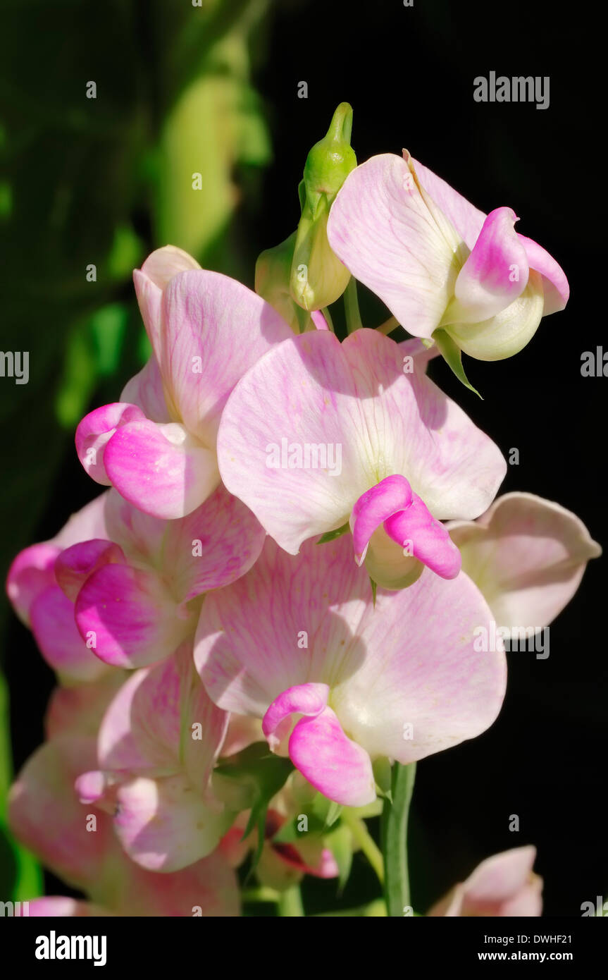 Everlasting Sweat Pea, Perennial Pea or Perennial Peavine (Lathyrus latifolius) Stock Photo