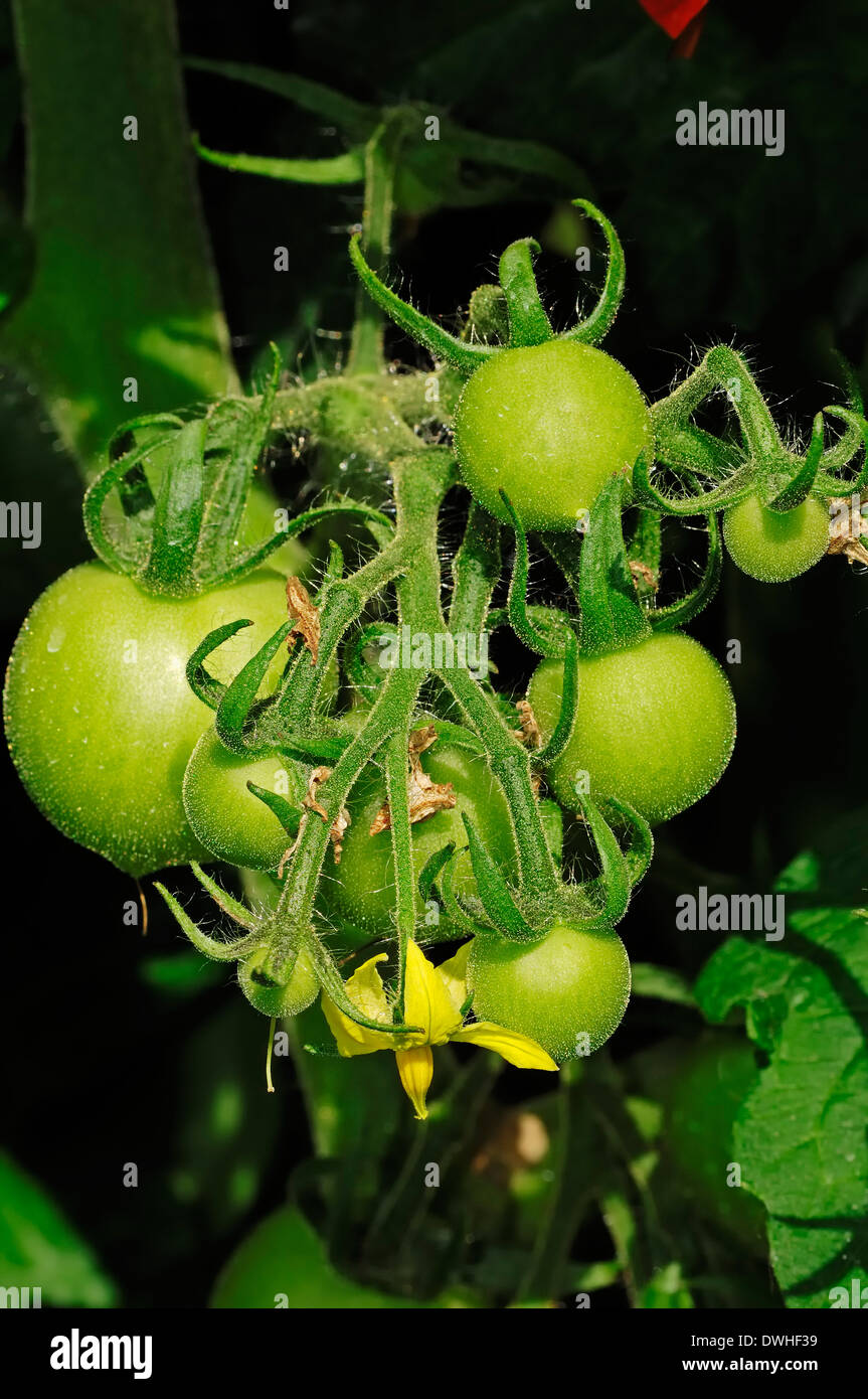 Tomatos (Solanum lycopersicum) Stock Photo
