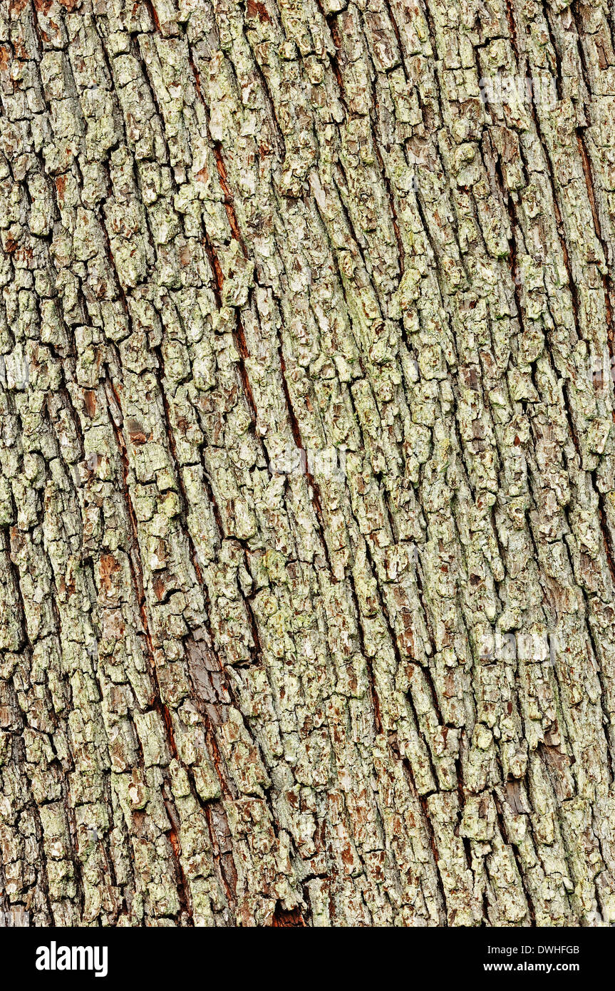 Service Tree or Chequeree(Sorbus domestica), bark Stock Photo