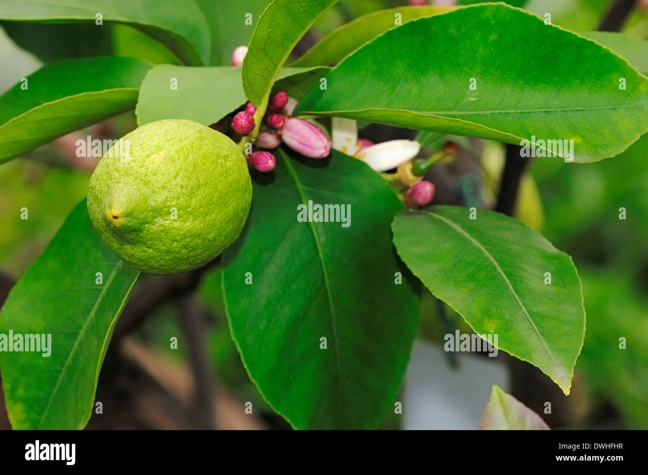 Lemon on tree (Citrus limon) Stock Photo