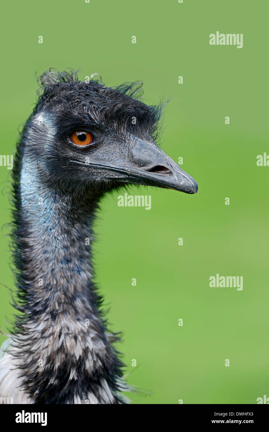 Emu (Dromaius novaehollandiae) Stock Photo