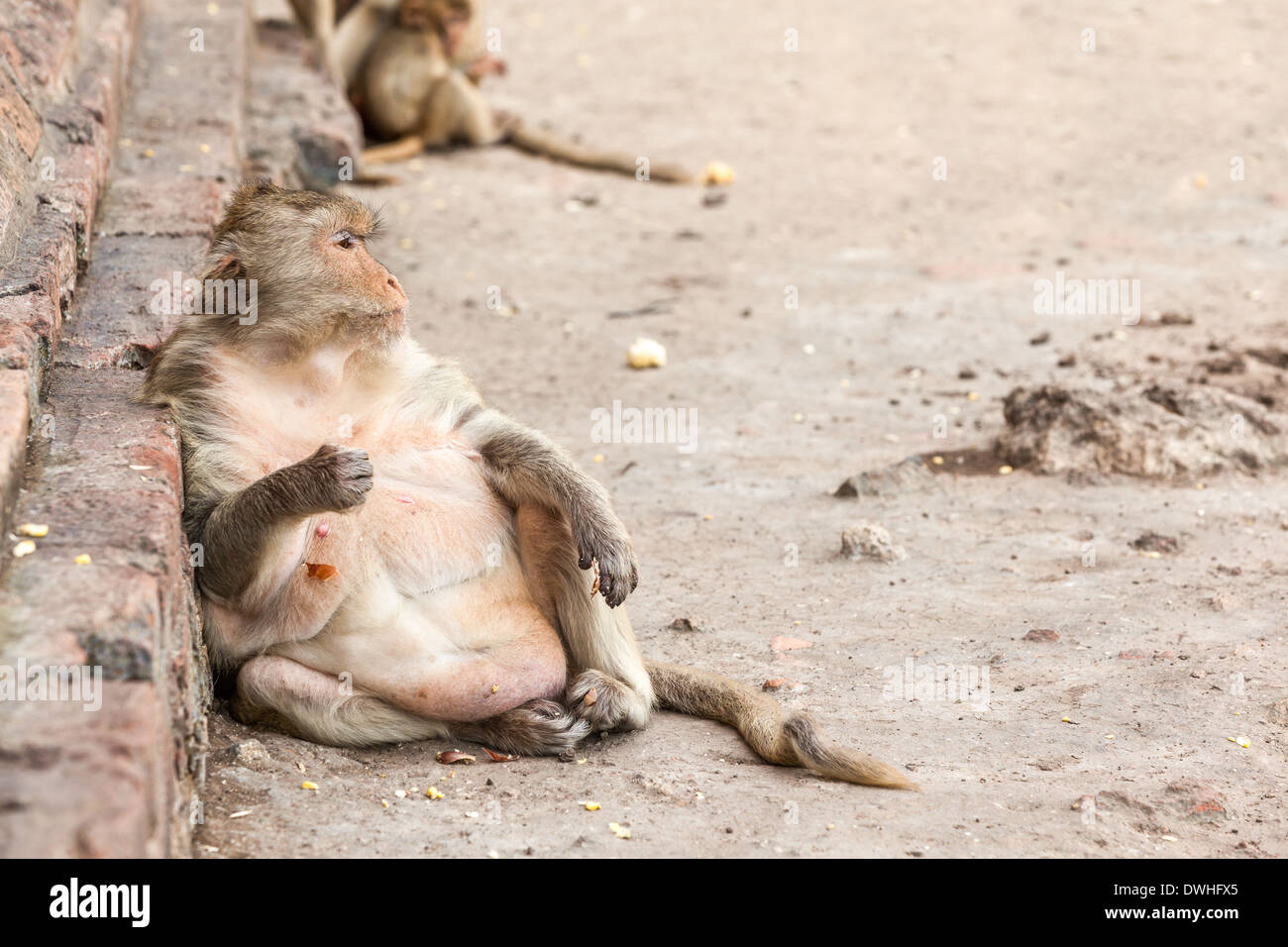 Monkey relaxation hi-res stock photography and images - Alamy