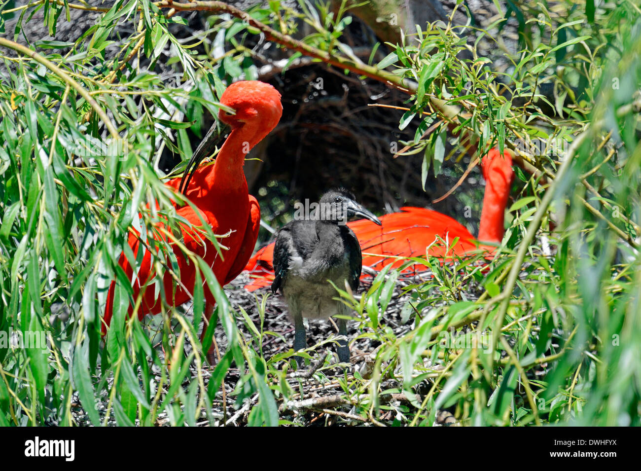 Scarlet Ibis (Eudocimus ruber) with young in nest Stock Photo