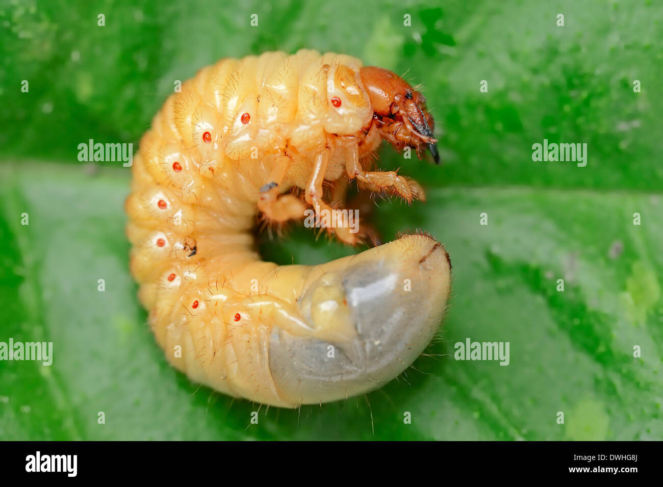 Common Cockchafer or May Bug (Melolontha melolontha), larva, North Rhine-Westphalia, Germany Stock Photo