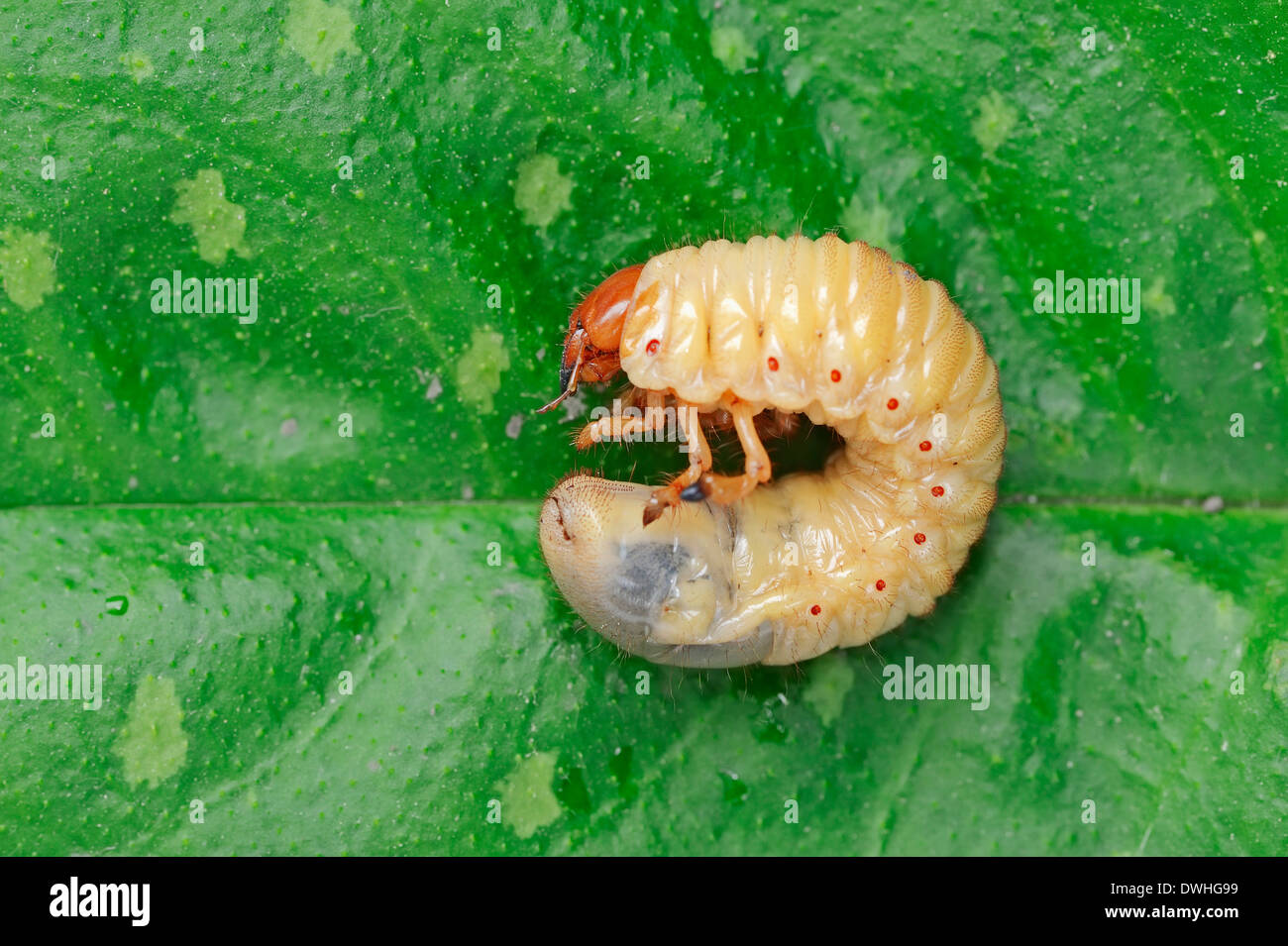 Common Cockchafer or May Bug (Melolontha melolontha), larva, North Rhine-Westphalia, Germany Stock Photo