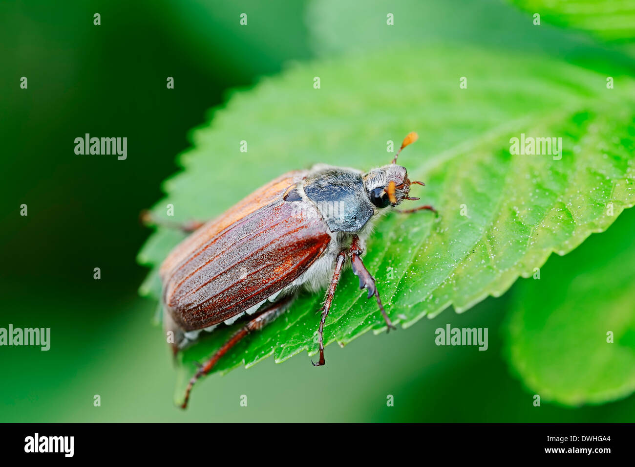 Common Cockchafer or May Bug (Melolontha melolontha), North Rhine-Westphalia, Germany Stock Photo
