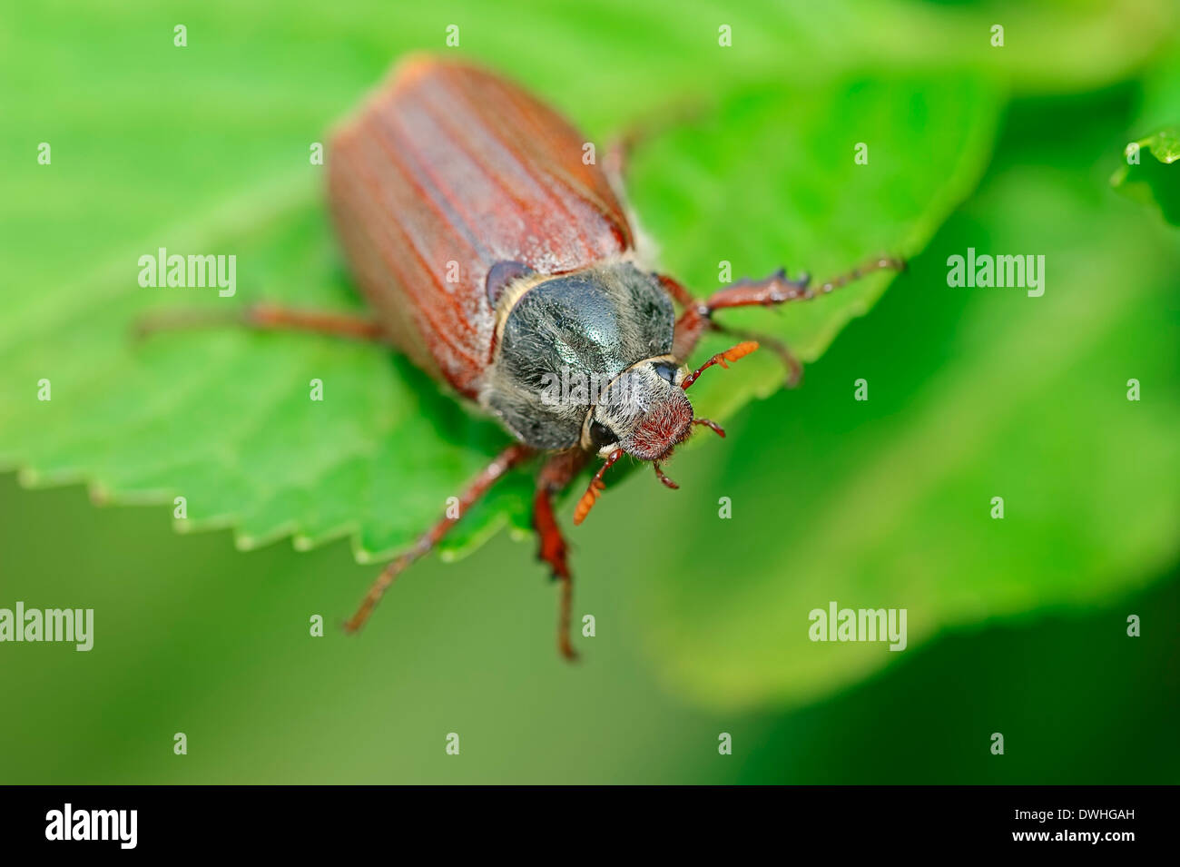 Common Cockchafer or May Bug (Melolontha melolontha), North Rhine-Westphalia, Germany Stock Photo