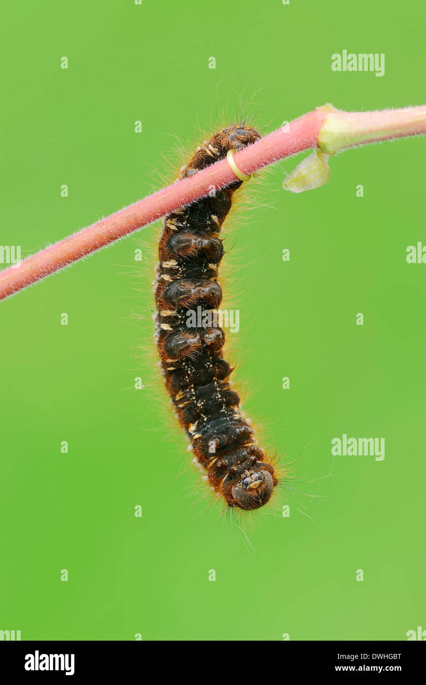 Drinker Moth (Philudoria potatoria, Euthrix potatoria), caterpillar, North Rhine-Westphalia, Germany Stock Photo