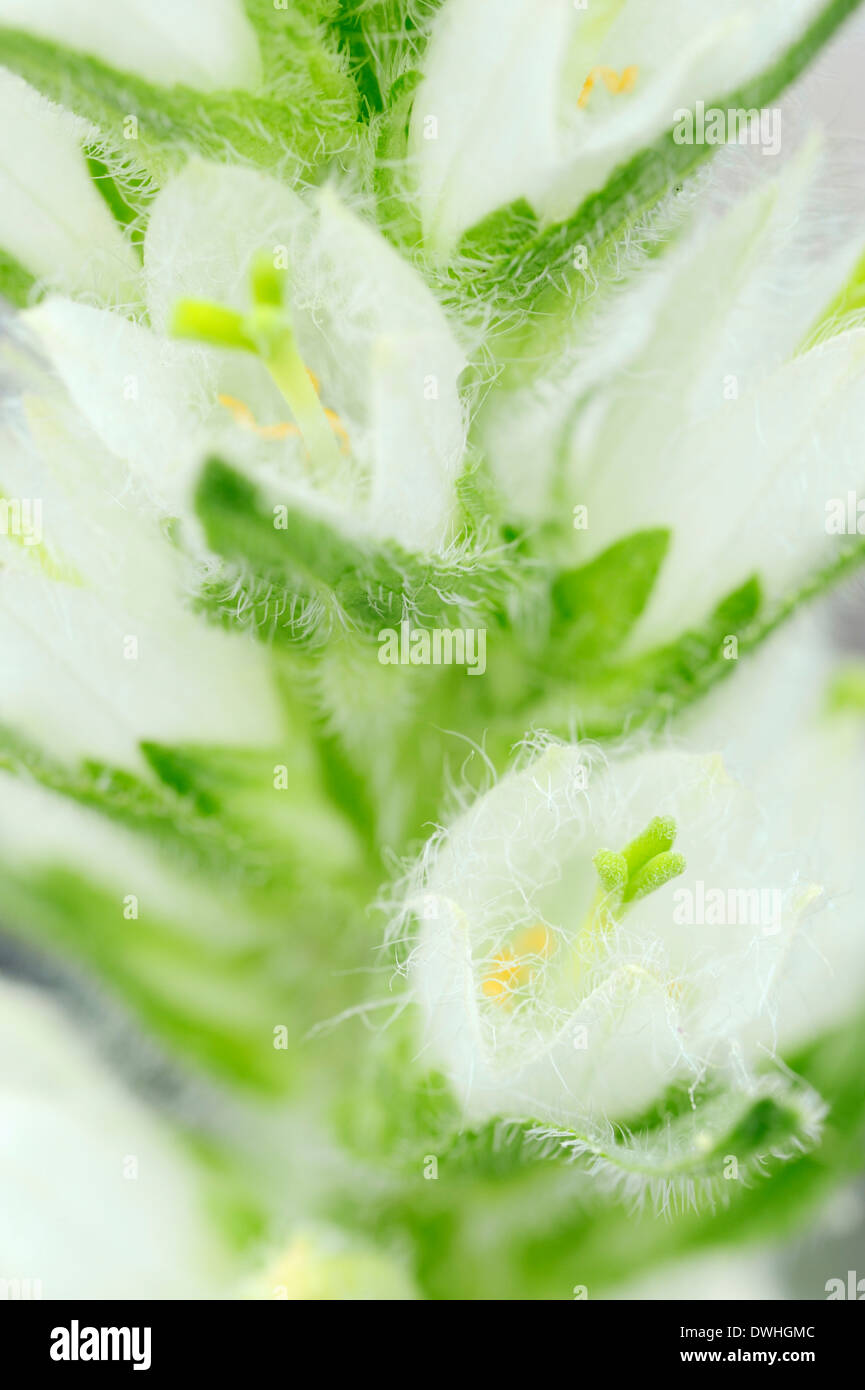 Yellow Bellflower (Campanula thyrsoides) Stock Photo