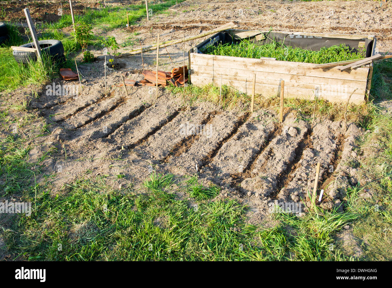 New seedbed for beans behind a raised bed in a hobby farm garden. Stock Photo