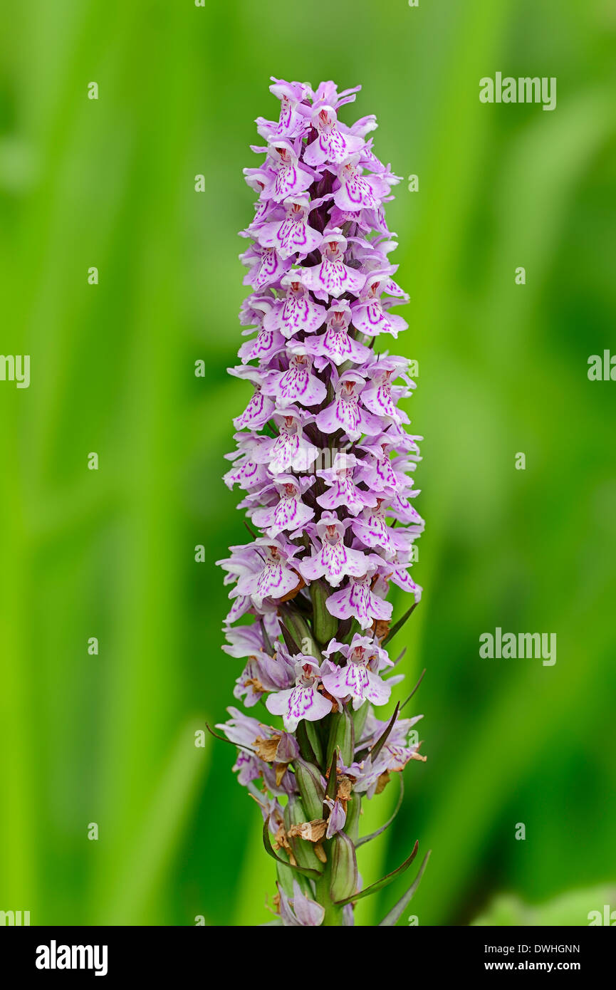 Heath Spotted Orchid  or Moorland Spotted Orchid (Dactylorhiza maculata), North Rhine-Westphalia, Germany Stock Photo