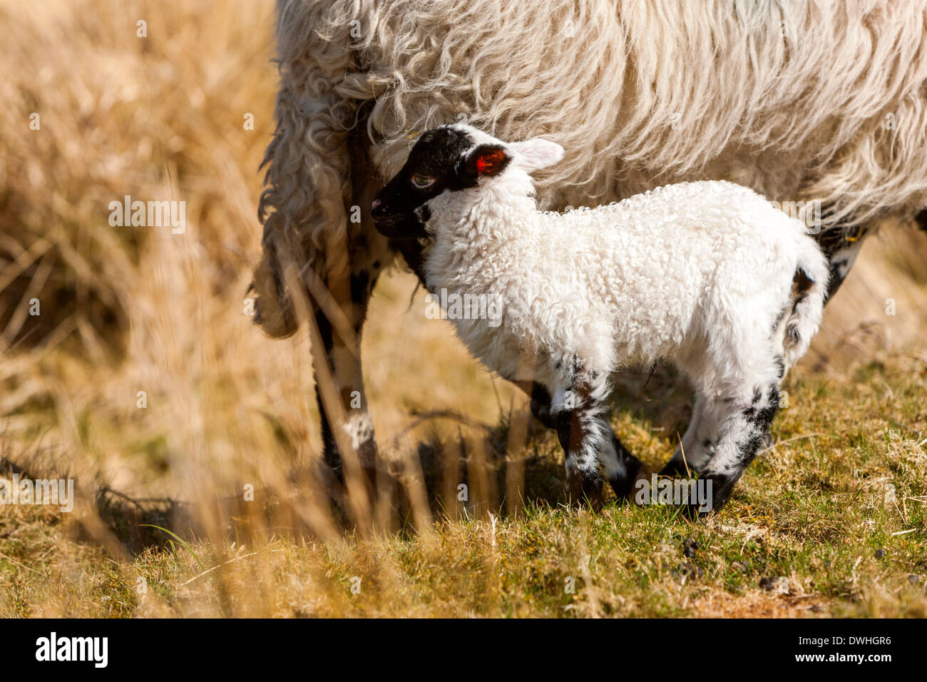 Sheep and lamb in Taw Marsh, Dartmoor National Park, Belstone, West Devon, England, UK, Europe. Stock Photo
