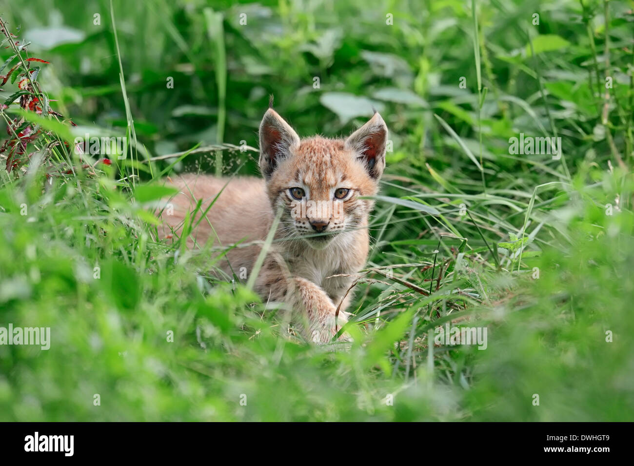 Eurasian Lynx (Lynx lynx), cub Stock Photo