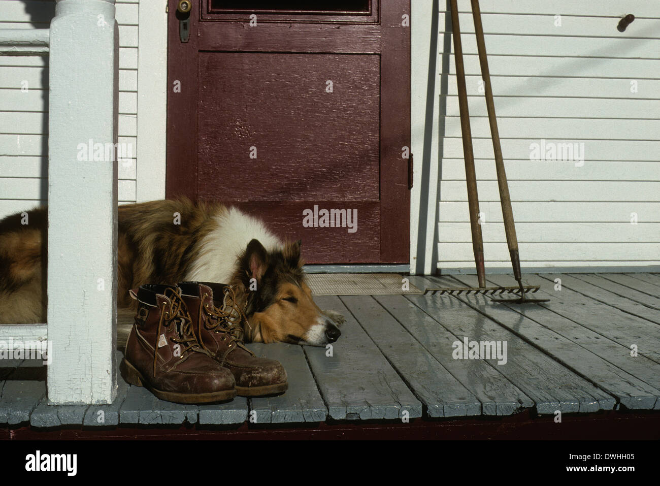 Collie dog lying on farmhouse porch, Beebe, Quebec, Canada Stock Photo