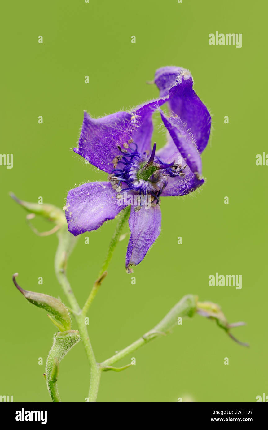 Variegated Monkshood, Variegated Monk's Hood or Manchurian Monkshood (Aconitum variegatum) Stock Photo