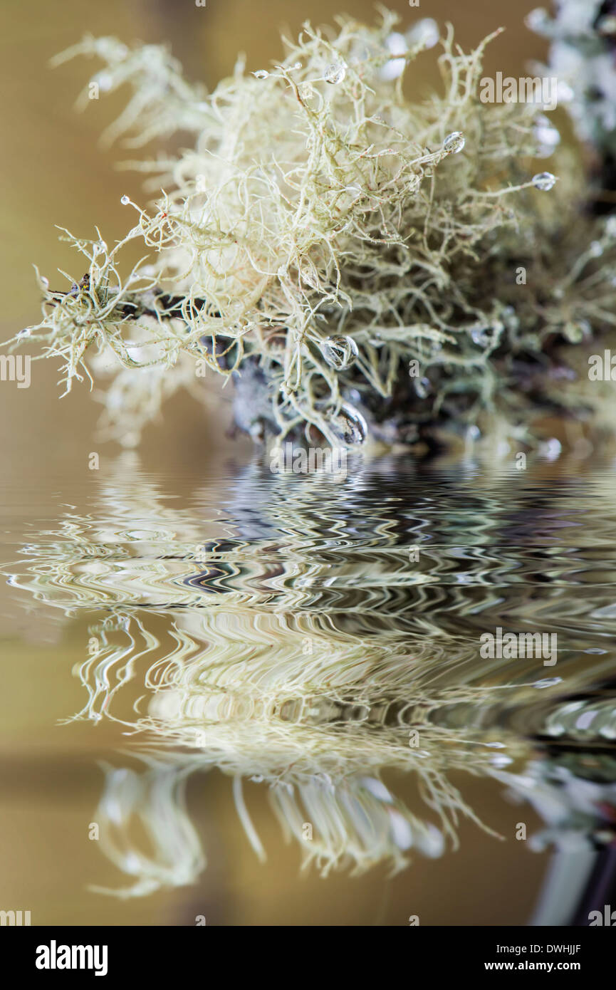 Upright lichen hi-res stock photography and images - Alamy