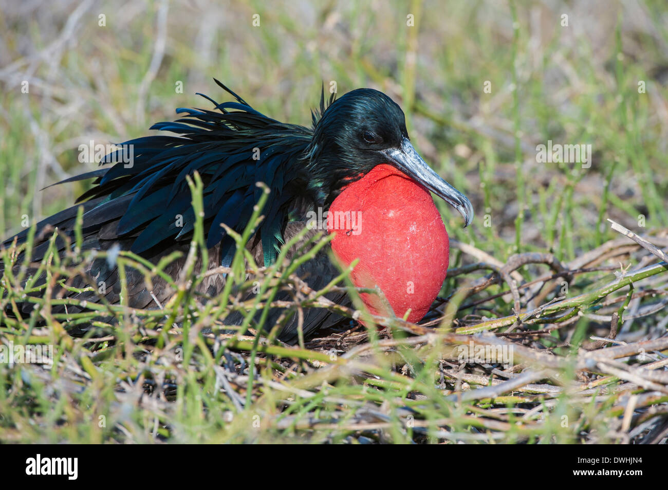 Magnificent Frigate Bird Stock Photo