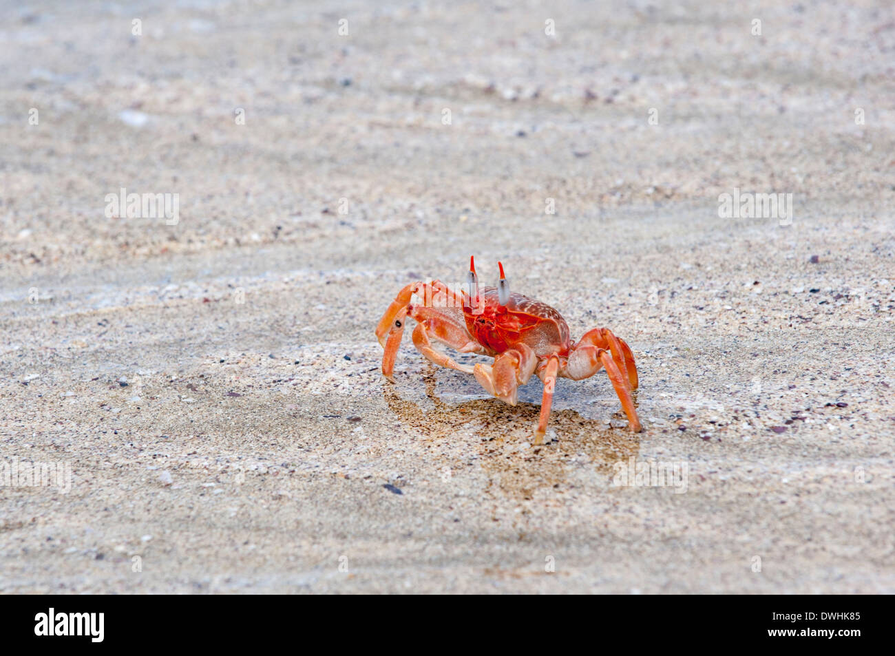 Ghost crab Stock Photo