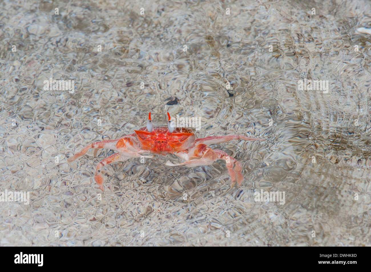 Ghost crab Stock Photo