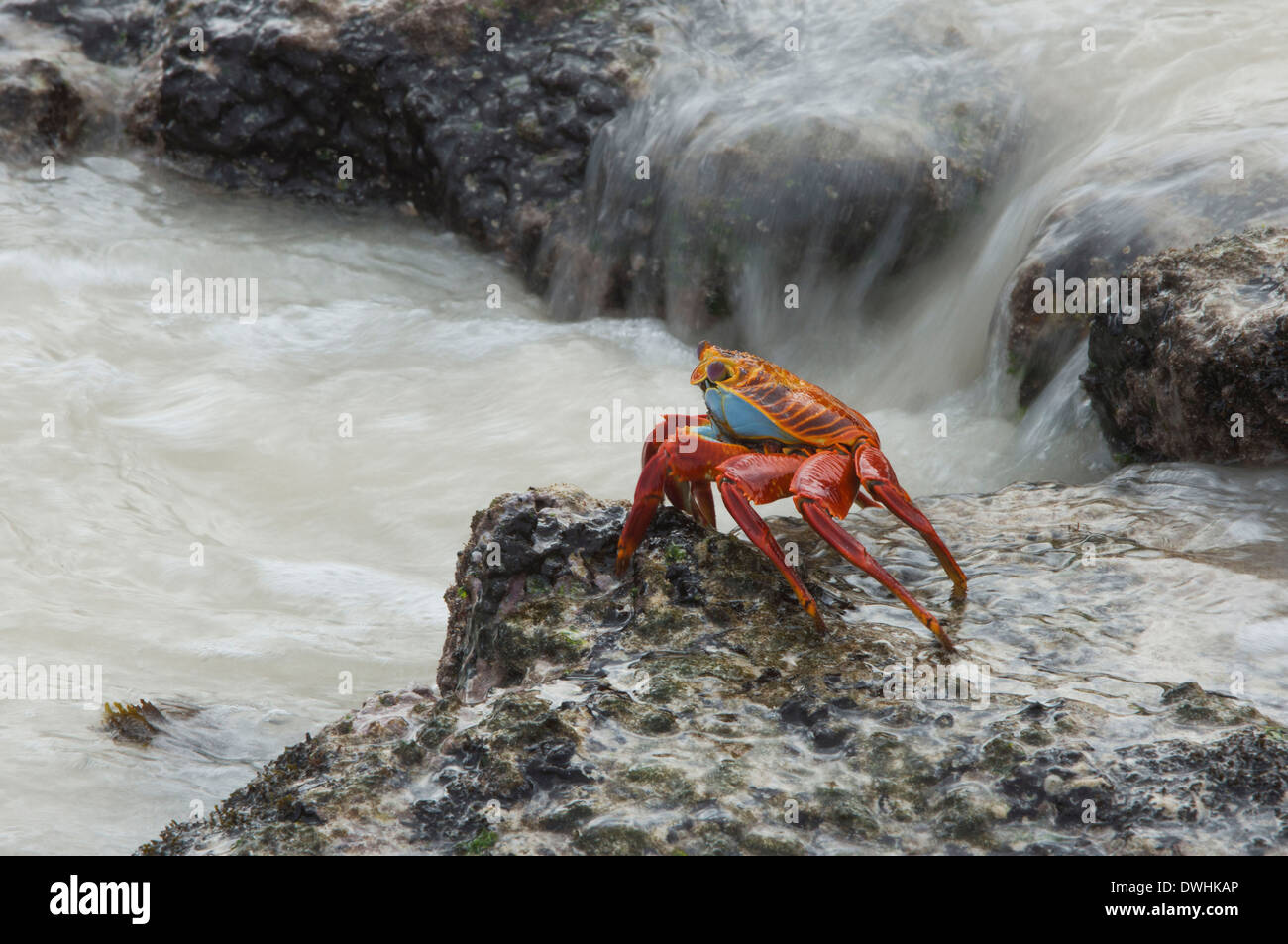 Sally Lightfoot crab Stock Photo