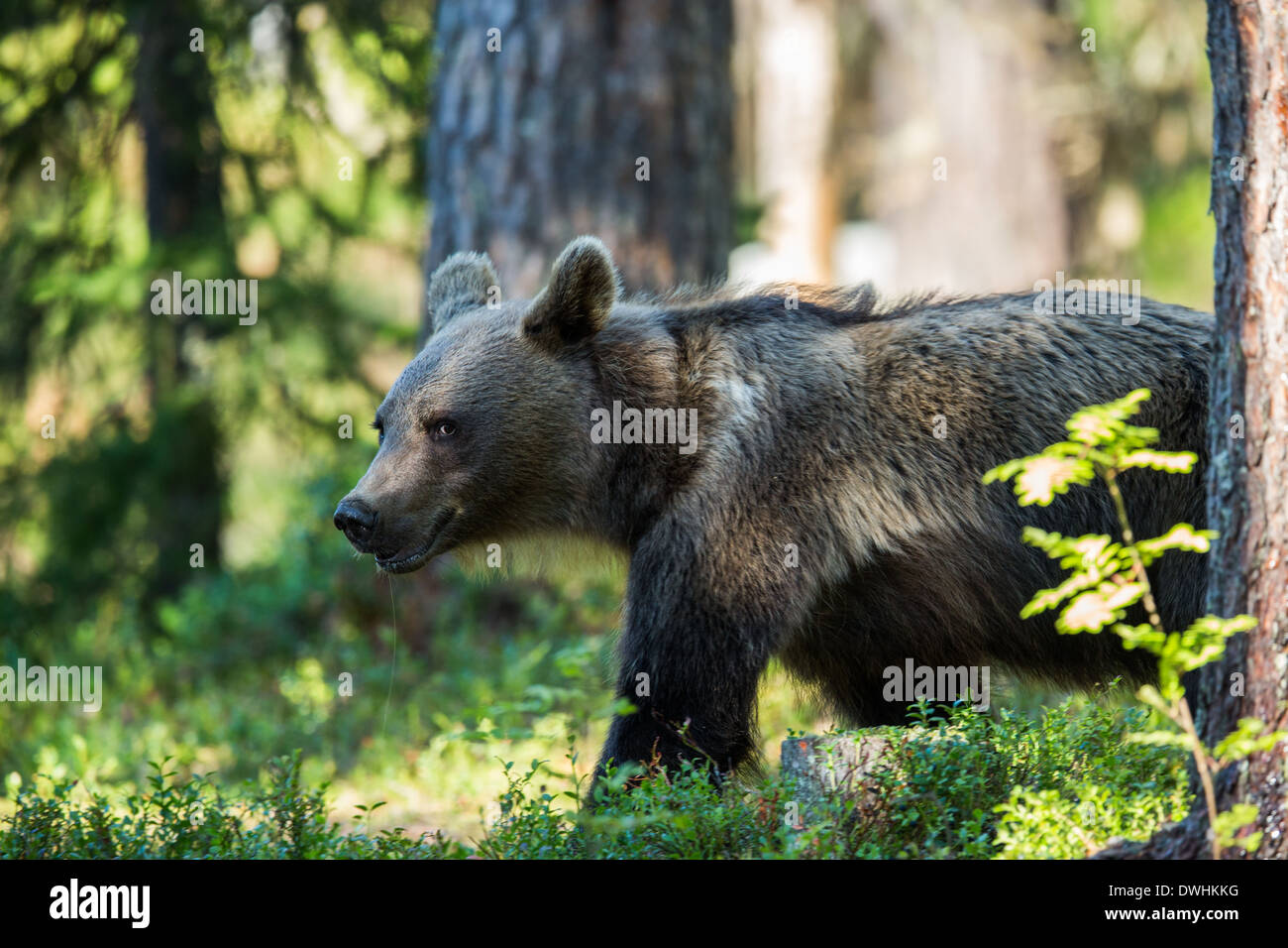 Brown Bear in Finland Forest Stock Photo - Alamy