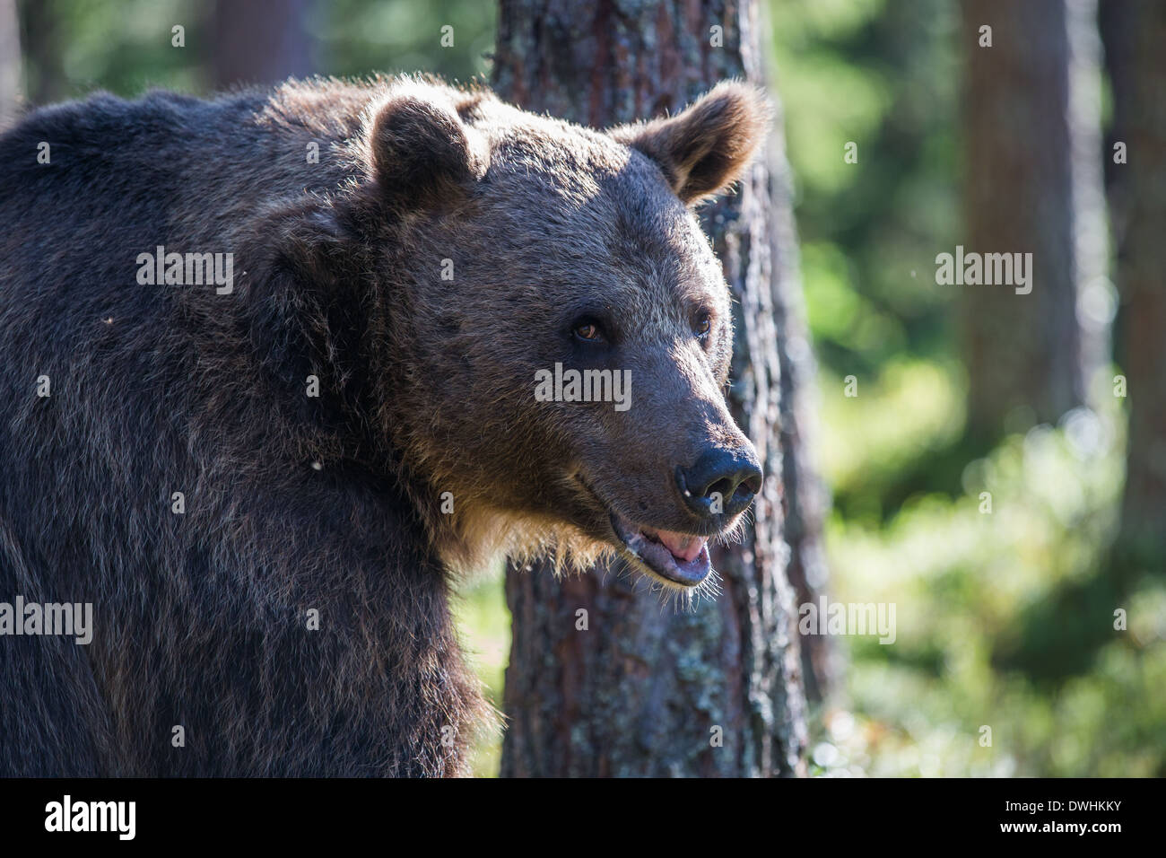 Brown Bear in Finland Forest Stock Photo - Alamy