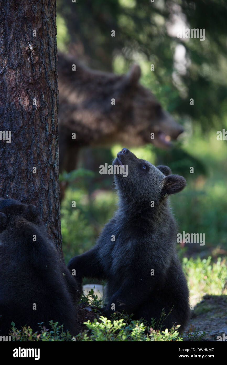 Brown Bear in Finland Forest Stock Photo - Alamy