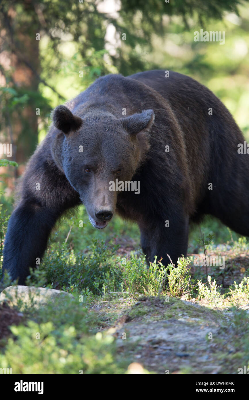 Brown Bear in Finland Forest Stock Photo - Alamy