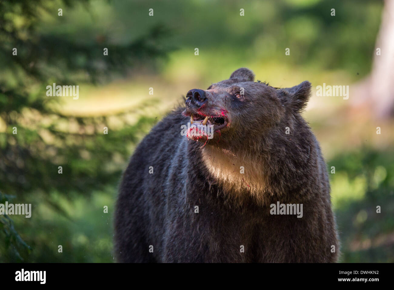Brown Bear in Finland Forest Stock Photo - Alamy