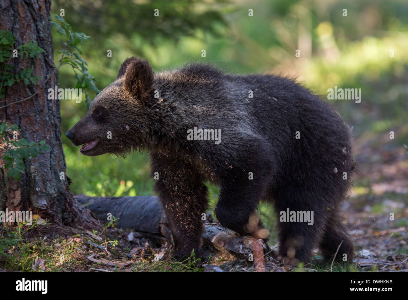 Brown Bear in Finland Forest Stock Photo - Alamy